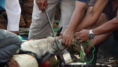 Tidak Semua Hewan Bisa Untuk Qurban