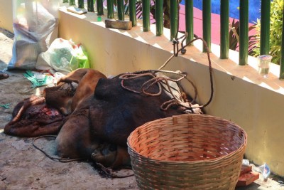 hukum menyembelih hewan qurban